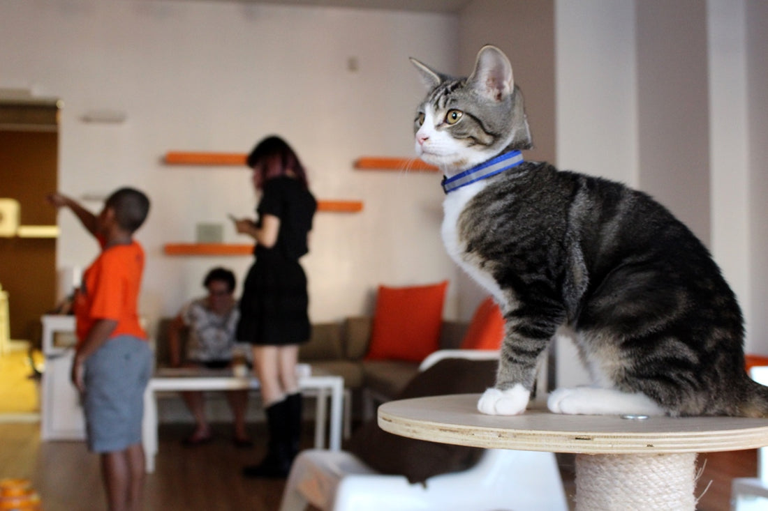 Mew Haven Cat Cafe
