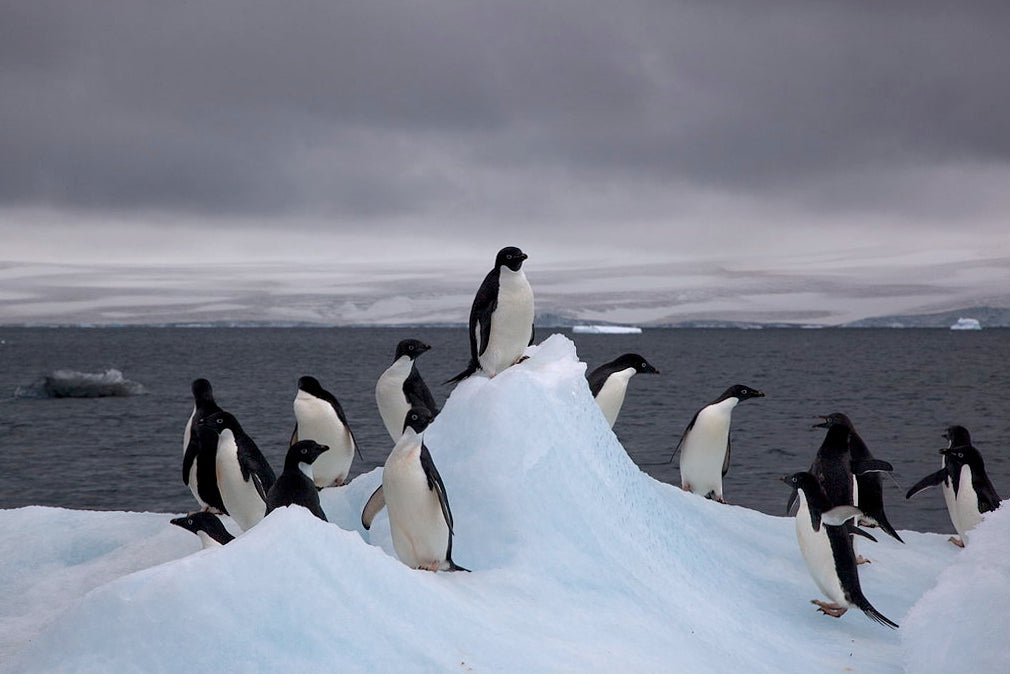 Adelie penguins in Antarctica (photo by Jason Auch)