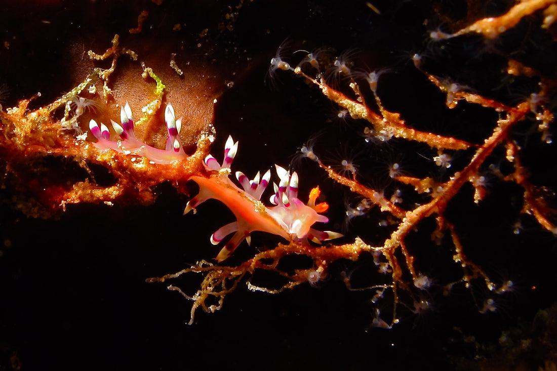 Aeolid Sea Slug (Flabellina exoptata) photographed by Bernard DuPont