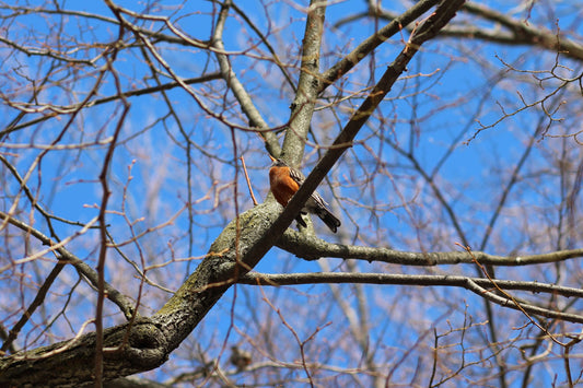 A robin in New Haven, CT
