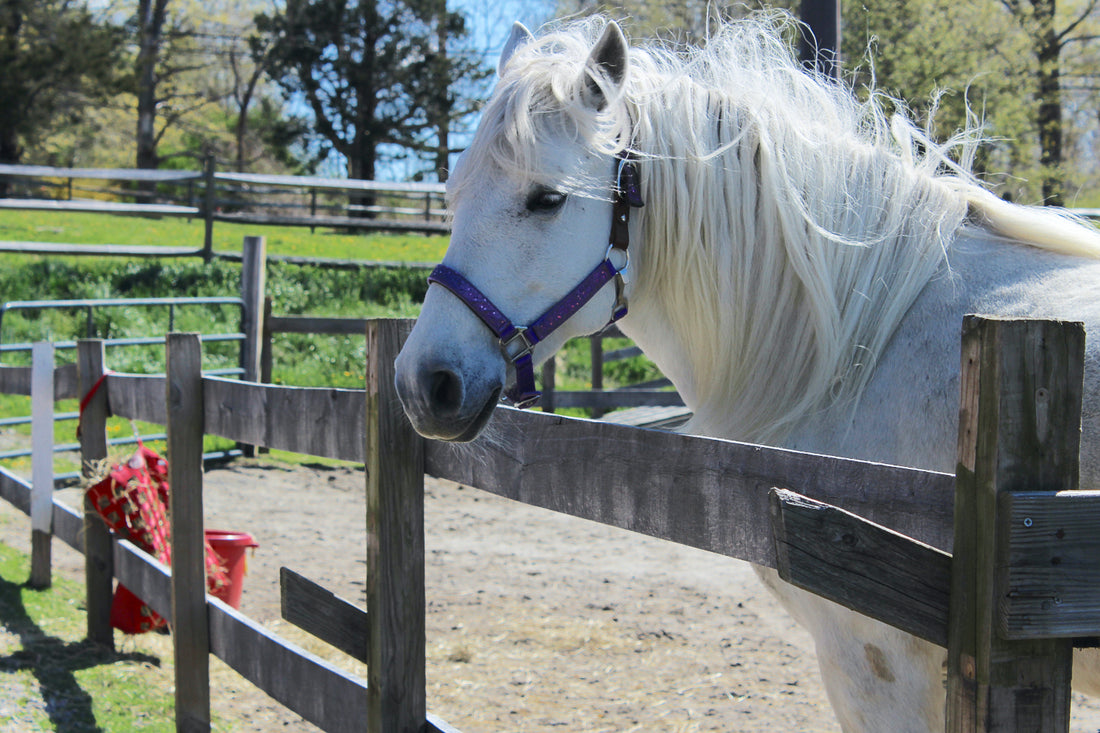 Holding Horses