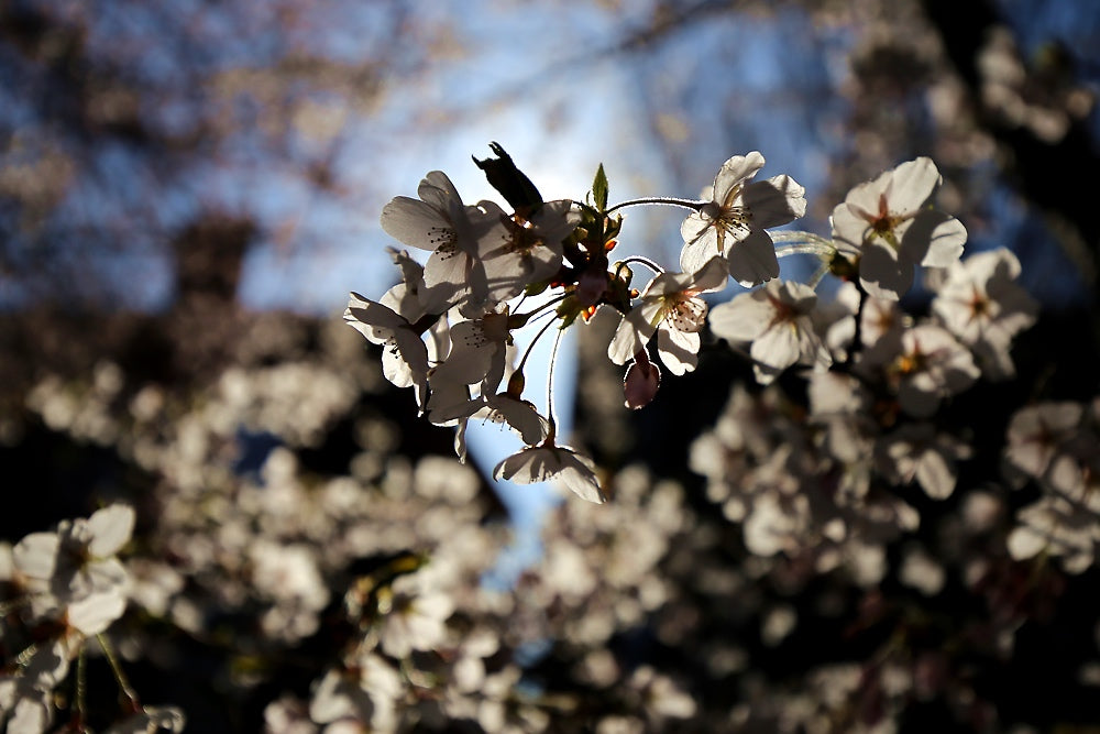 Hanami Hustle