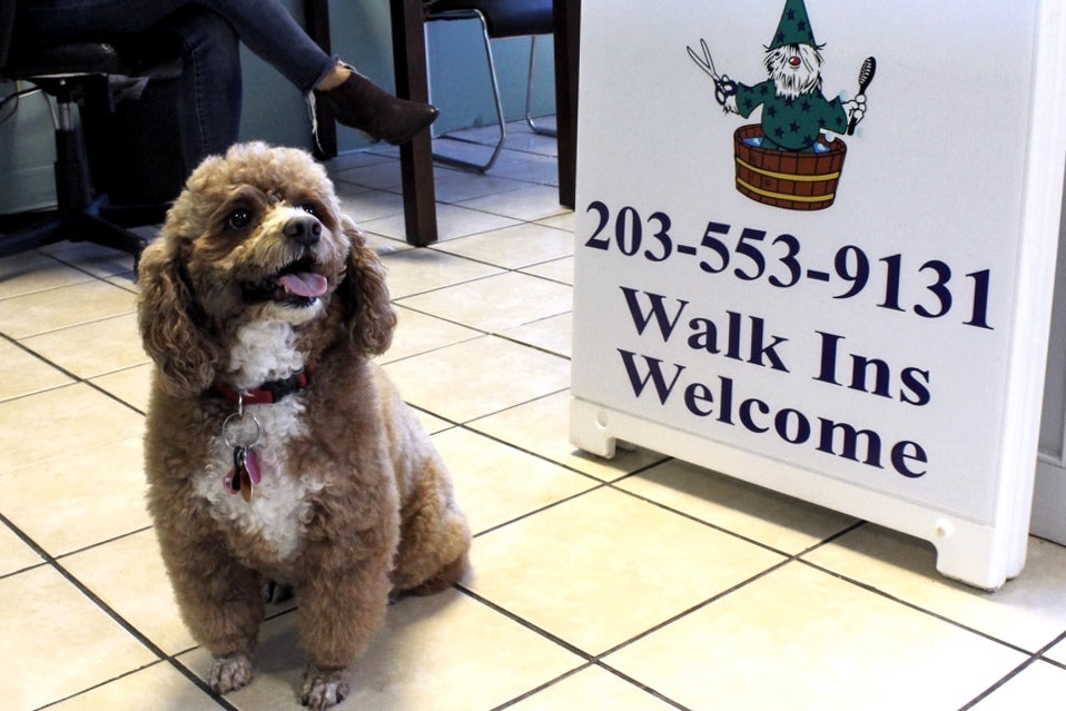 Sarah McLachlan (the dog) at Home of the Dog Wizard