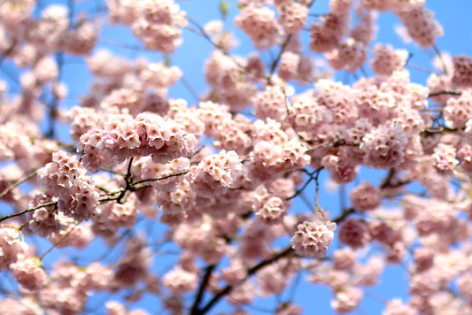 Wooster Square Cherry Blossoms