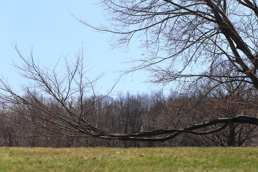 Beech at East Rock Park