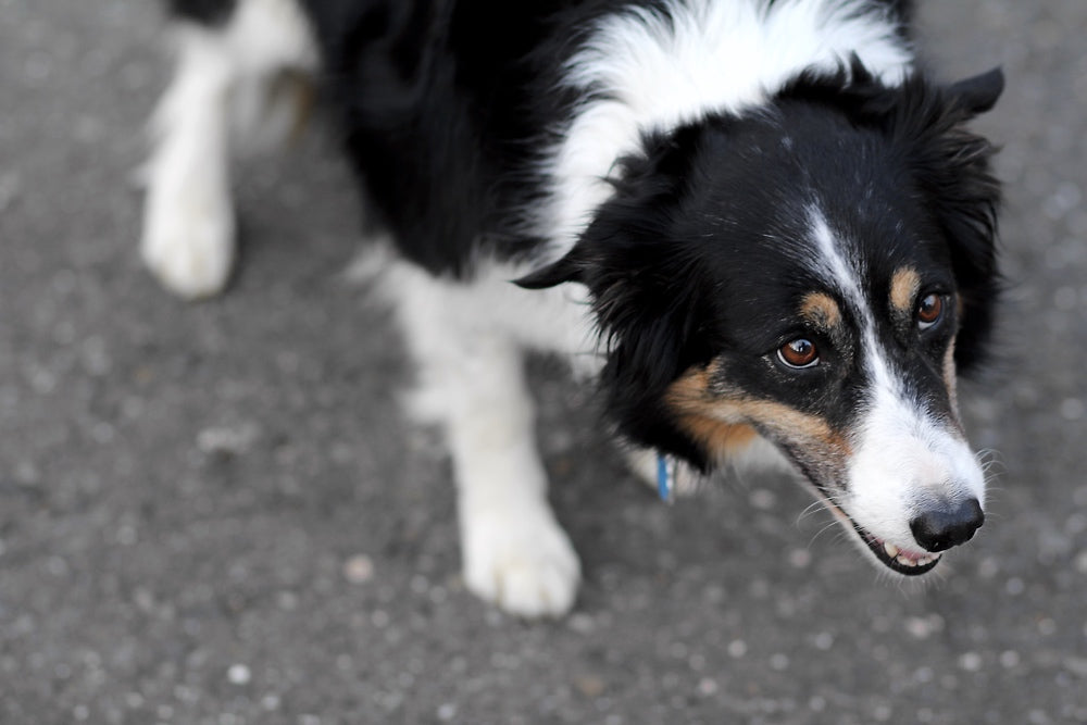 Molly the border collie