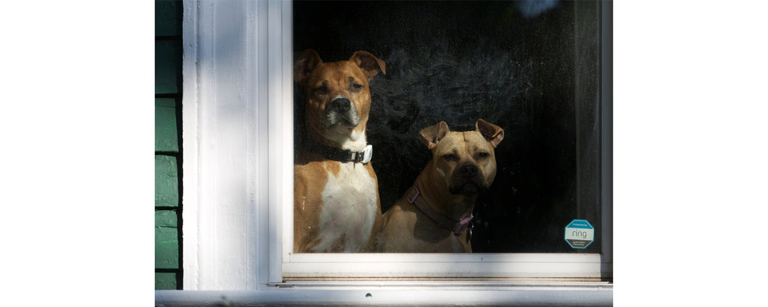 Reigning Cats and Dogs