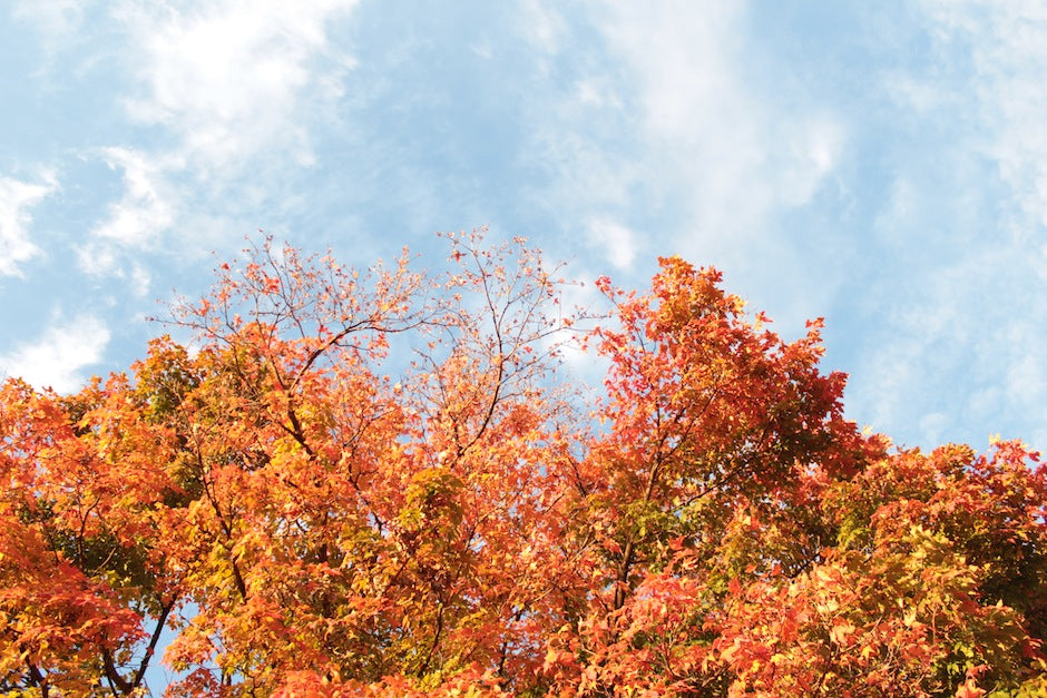 Leaves hanging brightly colored from their trees