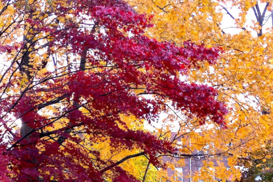 Autumn foliage in New Haven