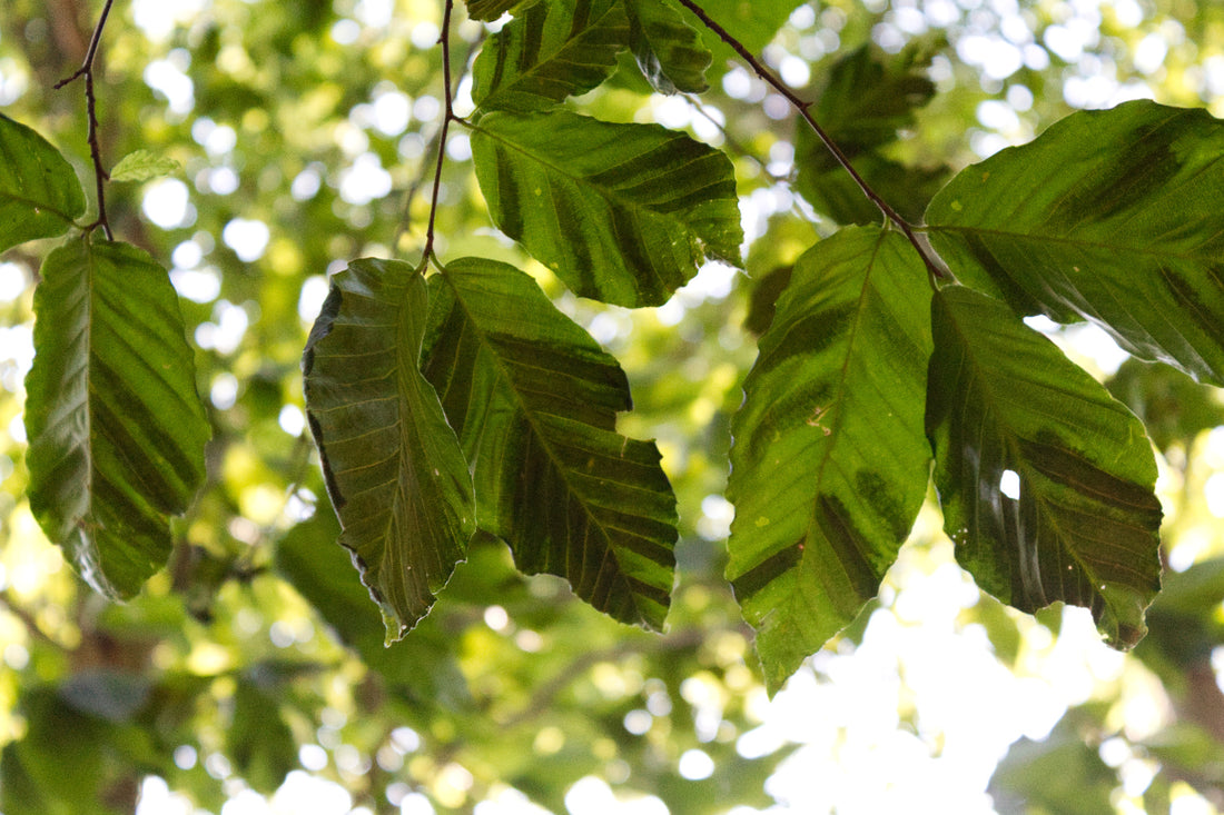 Tree Alarm