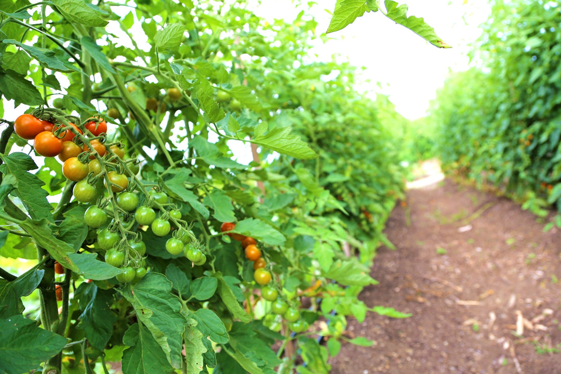 New Haven Farms