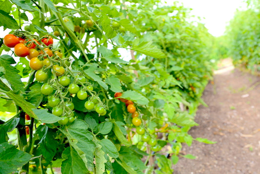 Tomatoes at Phoenix Press Farm