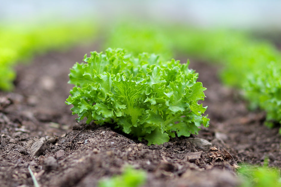 Lettuce at Massaro Community Farm