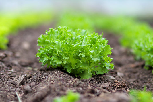 Lettuce at Massaro Community Farm