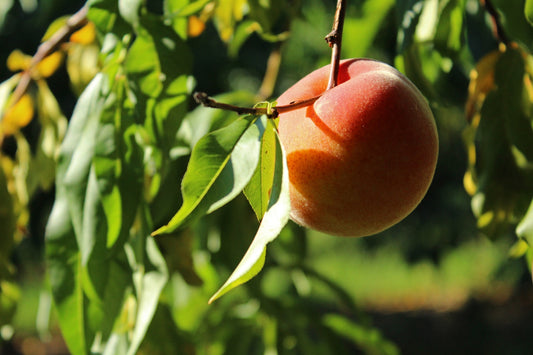 Norton Brothers Fruit Farm