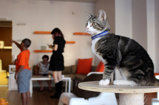 Mew Haven Cat Cafe