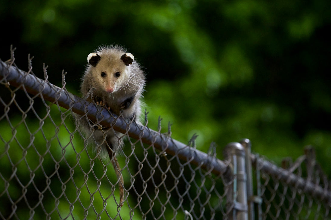 Possum on Chapel Street, New Haven