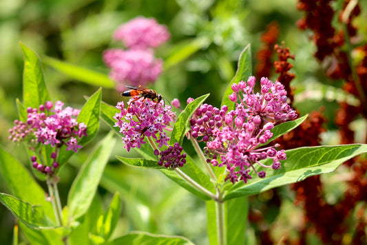 Plant life in Edgewood Park