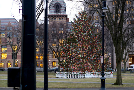 Christmas Tree, New Haven Green