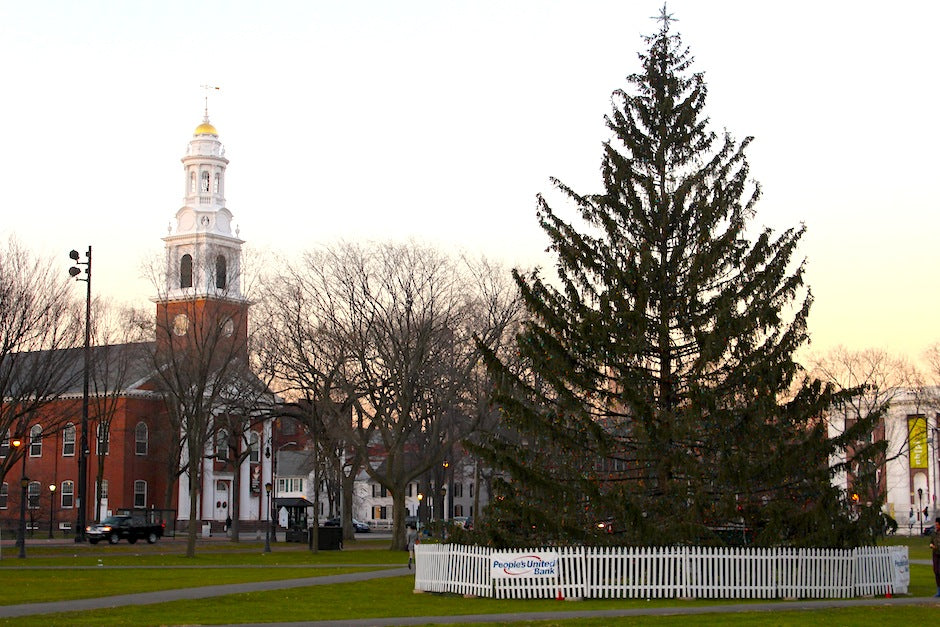 New Haven Christmas Tree