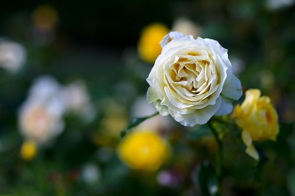 White and yellow roses at Pardee Rose Garden