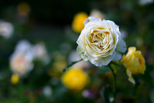 Pardee Rose Garden