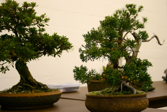 Bonsai Trees