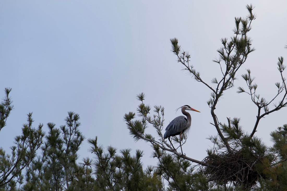 Home to Roost