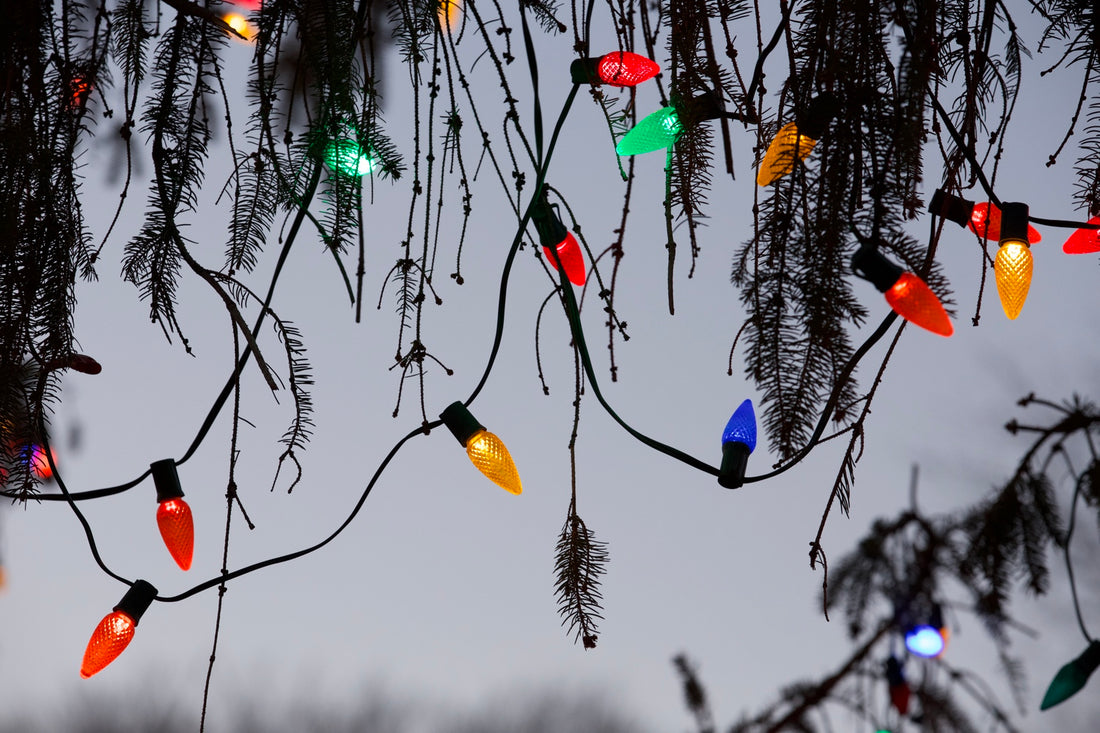 Christmas tree on the New Haven Green