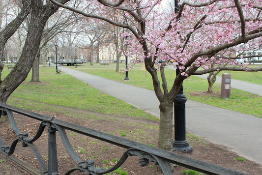 Blooming cherry blossoms in Wooster Square