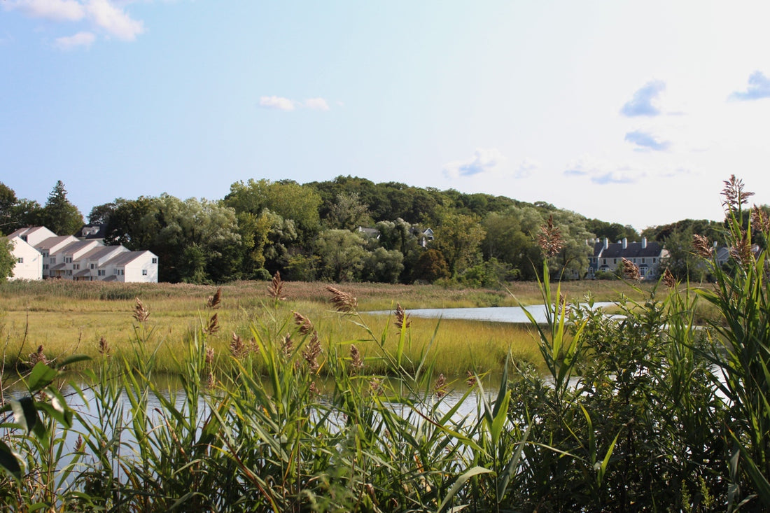 Quinnipiac Meadows, New Haven