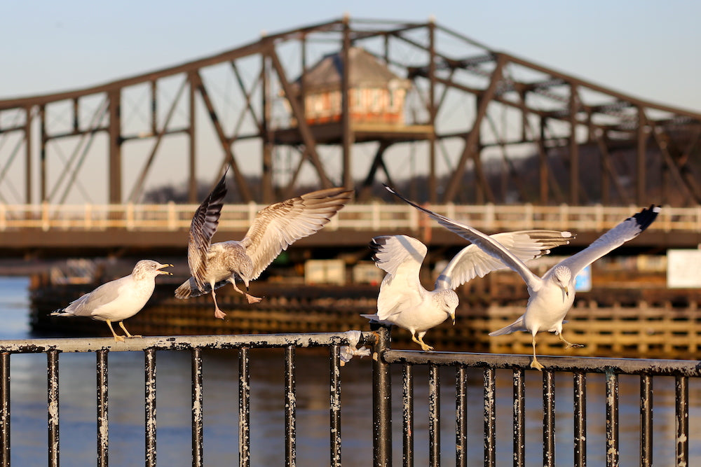 A big moment for some seagulls along the Quinnipiac River