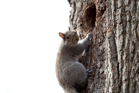 Squirreling Away