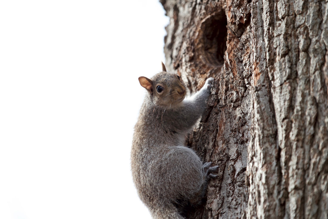 Squirreling Away