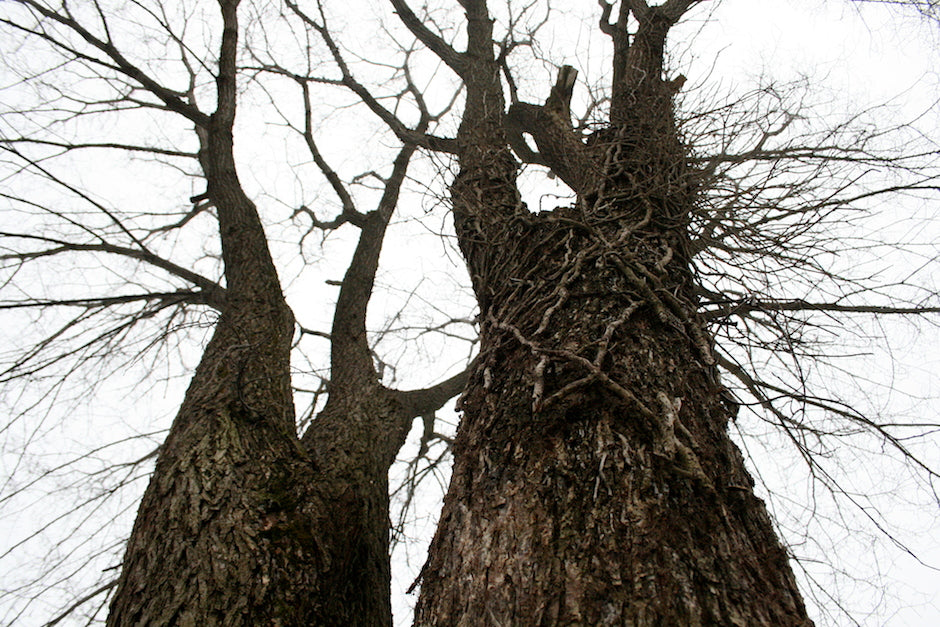 Elm trees in New Haven