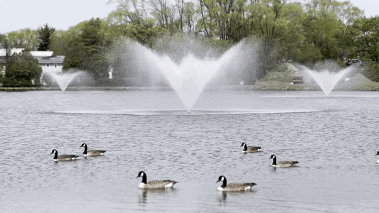 Fountains of Youth