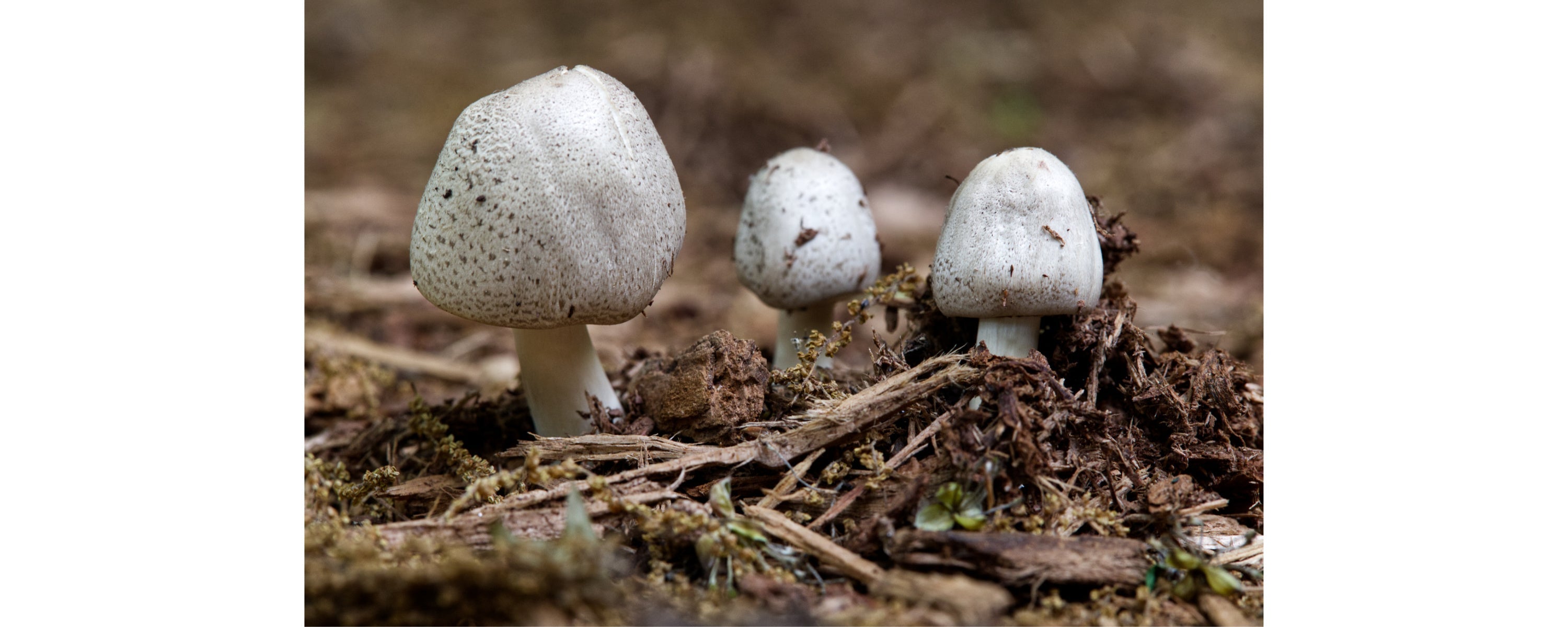 Fungus Among Us – Daily Nutmeg