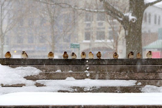 Birds on the New Haven Green