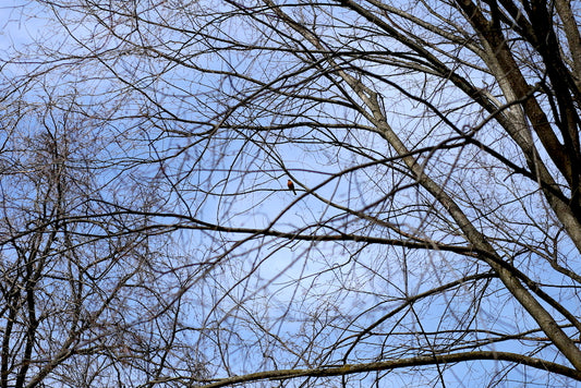 Robin high above New Haven Green