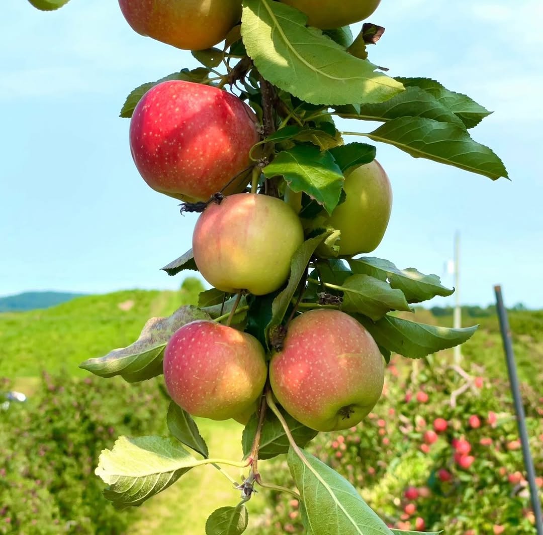 🍎 Core Experiences