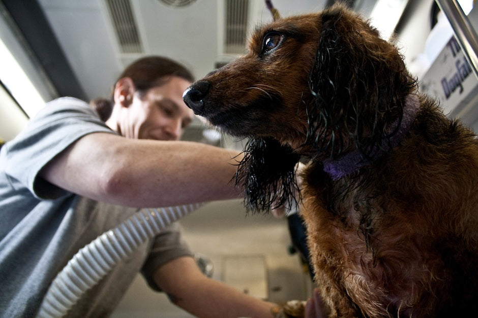 Wiensy getting groomed by The Dogfather