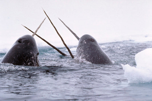 Narwhals breaching