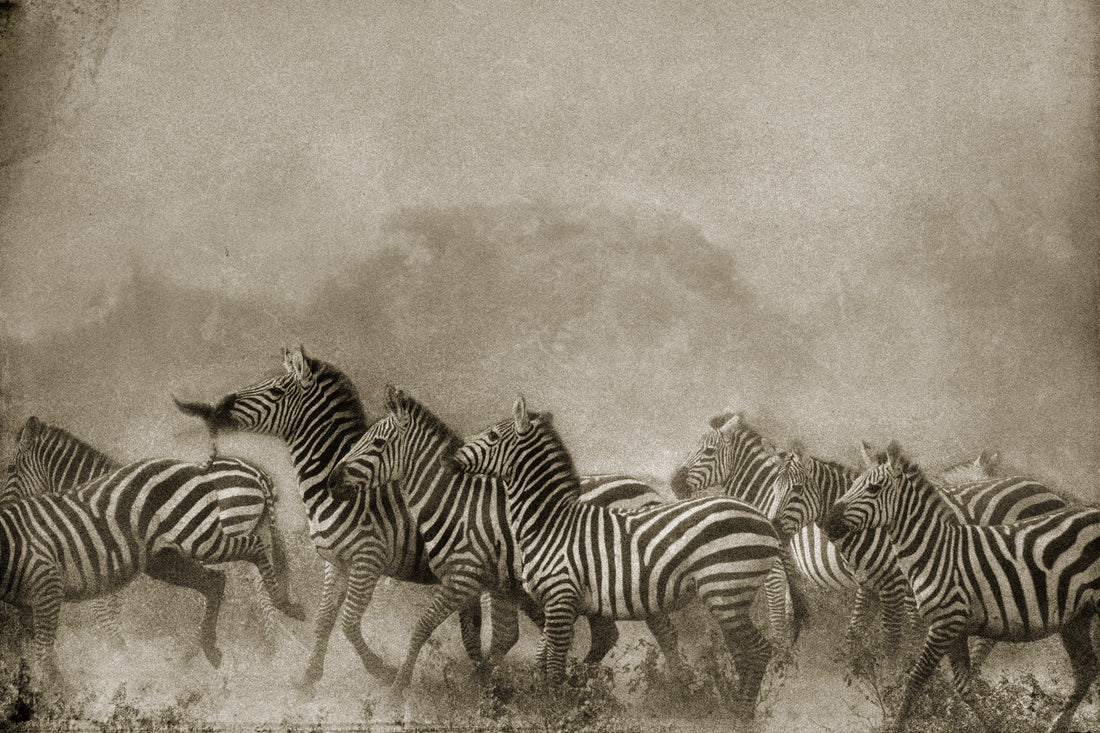 Zebra Herd by Penrhyn and Rod Cook